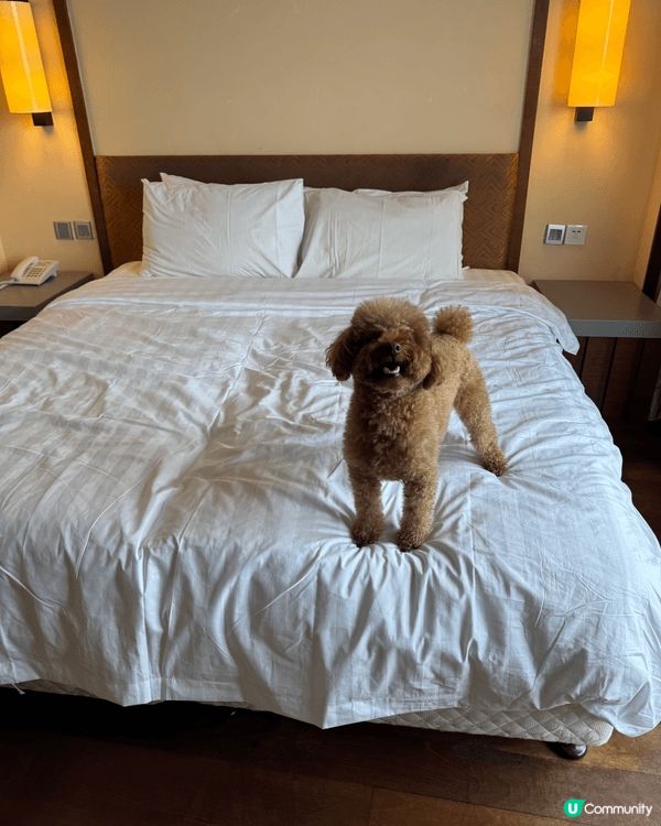 🐶: 媽媽話香港真正Pat Friendly嘅地方真係好少,...