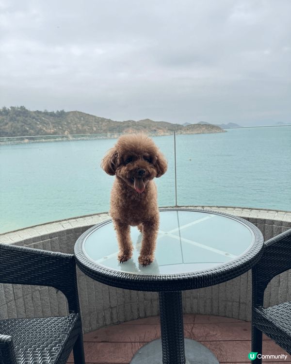 🐶: 媽媽話香港真正Pat Friendly嘅地方真係好少,...