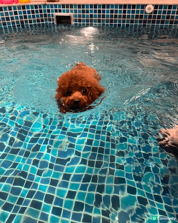 🐶: 媽媽話香港真正Pat Friendly嘅地方真係好少,...