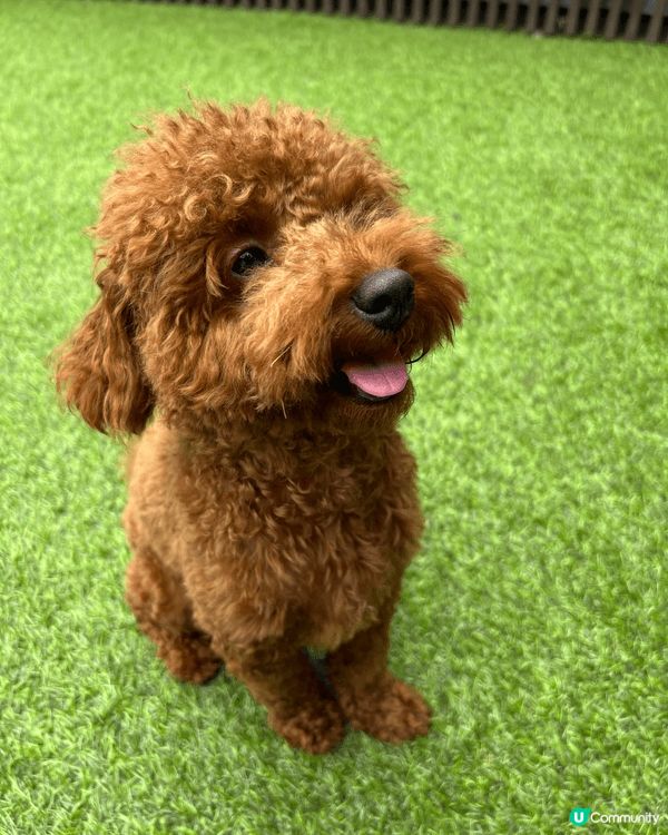🐶: 媽媽話香港真正Pat Friendly嘅地方真係好少,...