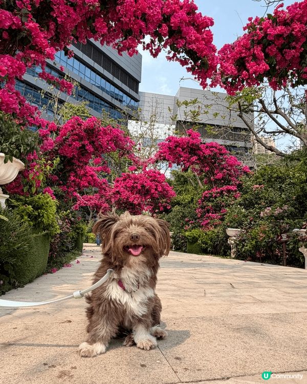 琴日帶狗狗去咗新裝修嘅數碼港，環境好舒服！KoKo 見到靚靚...
