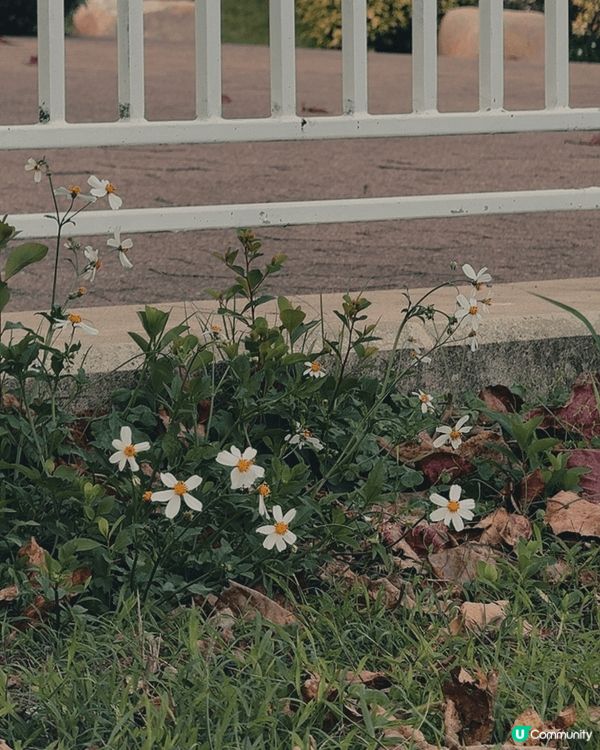 去大嶼山迪欣湖野餐，真的超chill！