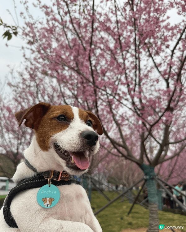 與愛寵Archie體驗東涌櫻花園🌸