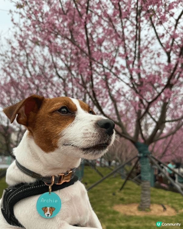 與愛寵Archie體驗東涌櫻花園🌸