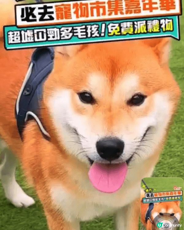 寵物營地開箱+毛毛神活動+klook套票活動