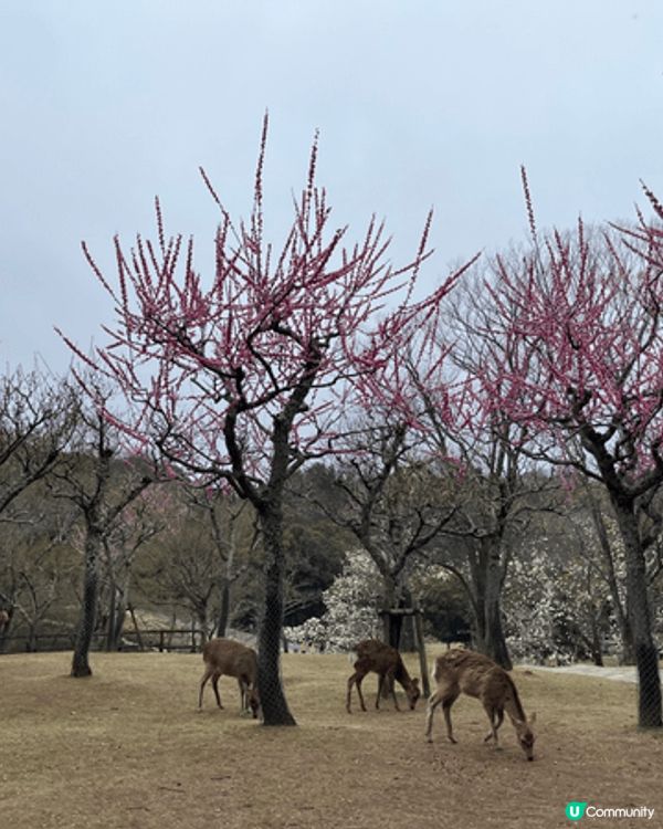 奈良既鹿係睇幾多次都唔會厭，好可愛，唔驚人。喺樱花樹既襯托下...