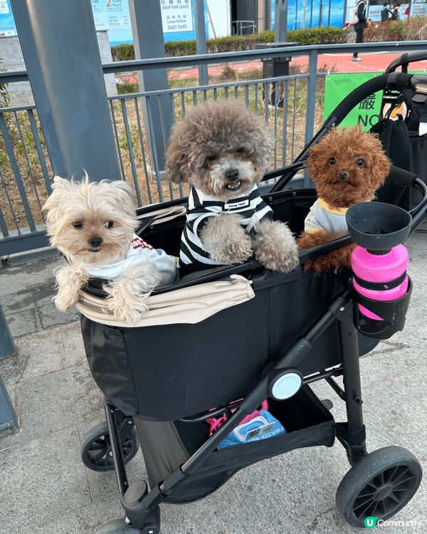 過往去了泰國旅行仍都有帶家中三隻狗狗到不同香港pet fri...