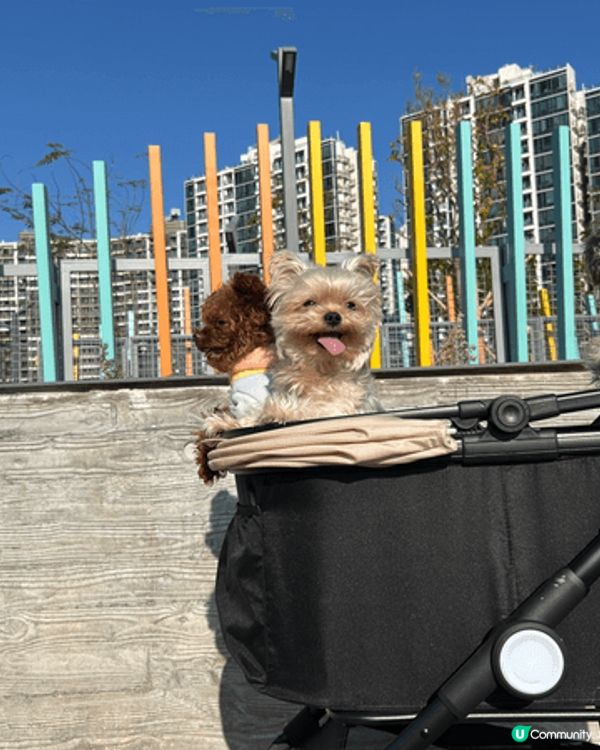 過往去了泰國旅行仍都有帶家中三隻狗狗到不同香港pet fri...