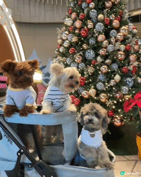 過往去了泰國旅行仍都有帶家中三隻狗狗到不同香港pet fri...