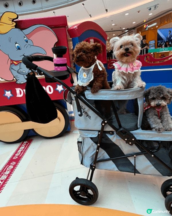 過往去了泰國旅行仍都有帶家中三隻狗狗到不同香港pet fri...