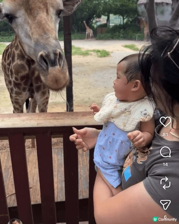 去咗廣州,去長隆野生動物世界睇動物大遷徙餵長頸鹿,仲有我哋體...