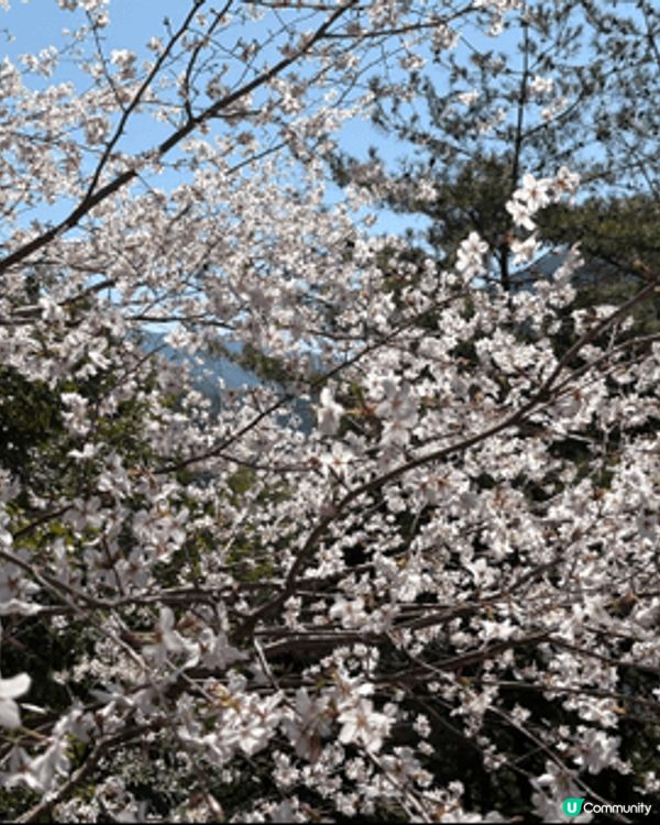 呢到係日本大板既谷瀨橋 推薦黎呢到去賞櫻花