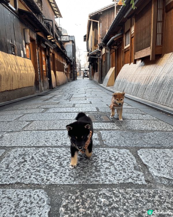 陪伴多年的柴犬突然離開,那段日子,世界好像瞬間失去了色彩｡