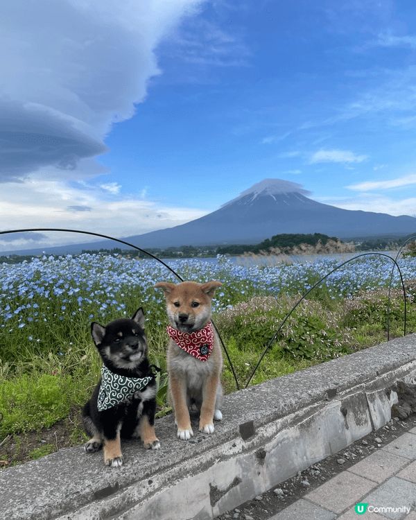陪伴多年的柴犬突然離開,那段日子,世界好像瞬間失去了色彩｡