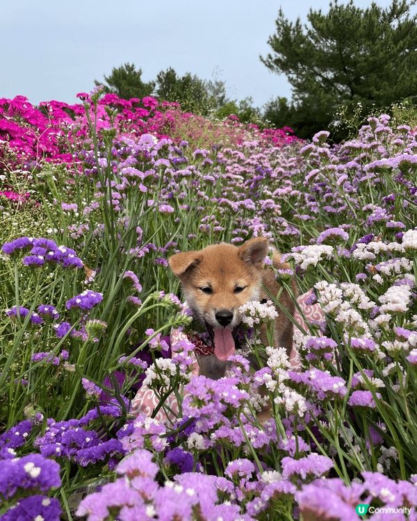 陪伴多年的柴犬突然離開,那段日子,世界好像瞬間失去了色彩｡
