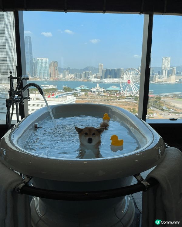 陪伴多年的柴犬突然離開,那段日子,世界好像瞬間失去了色彩｡