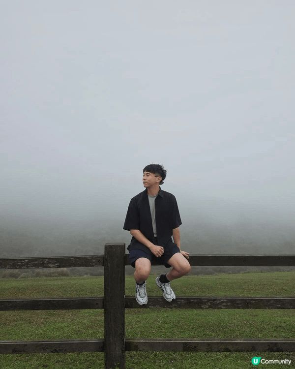 台北陽明山，除左可以睇牛牛之外，仲有得睇櫻花樹，超靚，岩岩好...
