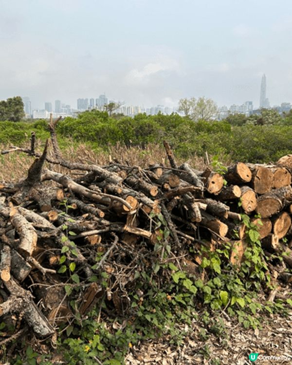 米埔自然保護區是香港的「鳥類天堂」與國際重要濕地，非常適合親...