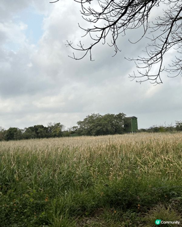 米埔自然保護區是香港的「鳥類天堂」與國際重要濕地，非常適合親...
