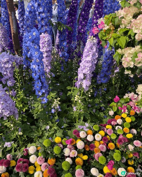 香港花卉展2026 不同種類鮮花伴隨特色香港景點 很適合一家...