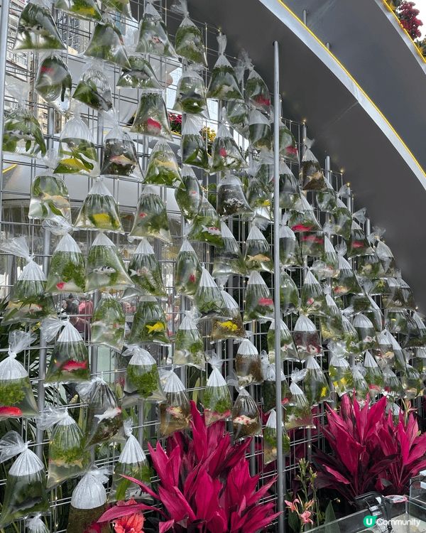 香港花卉展2026 不同種類鮮花伴隨特色香港景點 很適合一家...