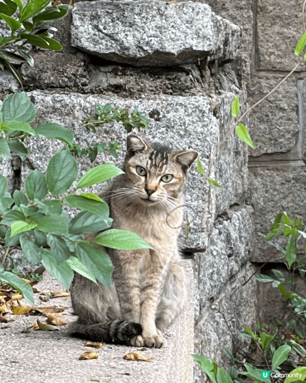 九龍公園有動物睇，仲有好多雀同貓貓，係鬧市中真係一個難得寧靜...