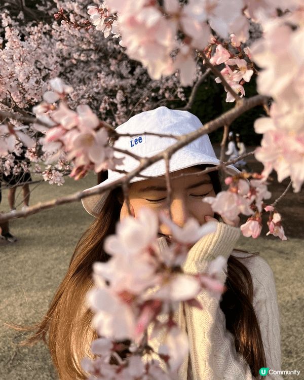 又到日本櫻花季🌸