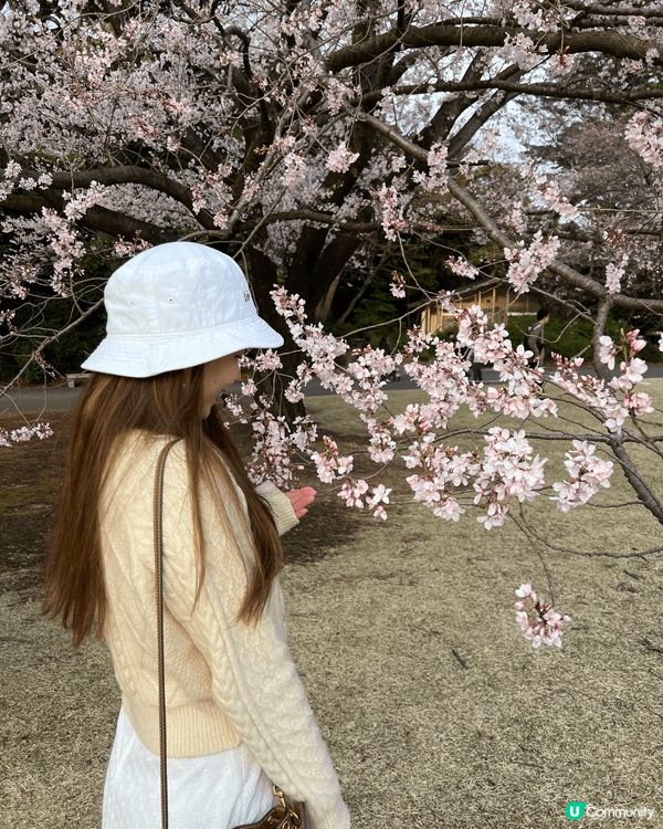 又到日本櫻花季🌸