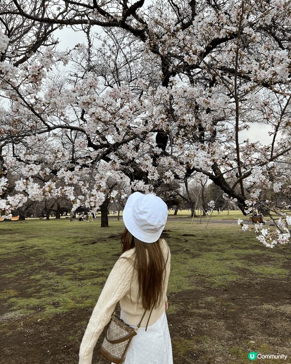 又到日本櫻花季🌸