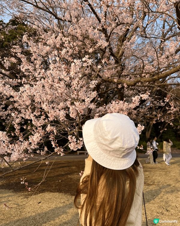 又到日本櫻花季🌸