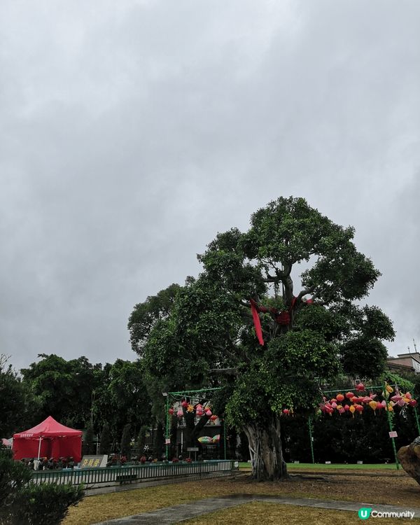 大埔許願樹拋橙上樹祈求了結心願，每年農曆新年都花50元去拋，...