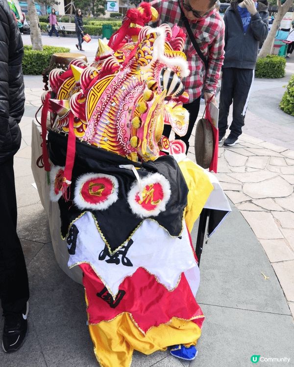 大埔許願樹拋橙上樹祈求了結心願，每年農曆新年都花50元去拋，...