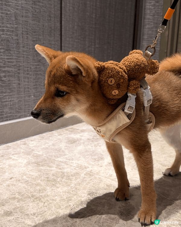 柴犬剛可以開始落街，附上最近落街相片。