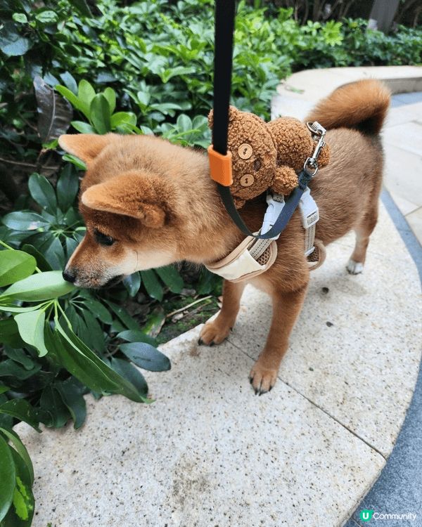 柴犬剛可以開始落街，附上最近落街相片。