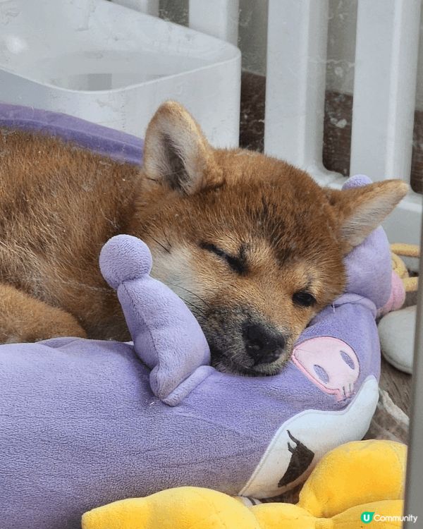 柴犬剛可以開始落街，附上最近落街相片。