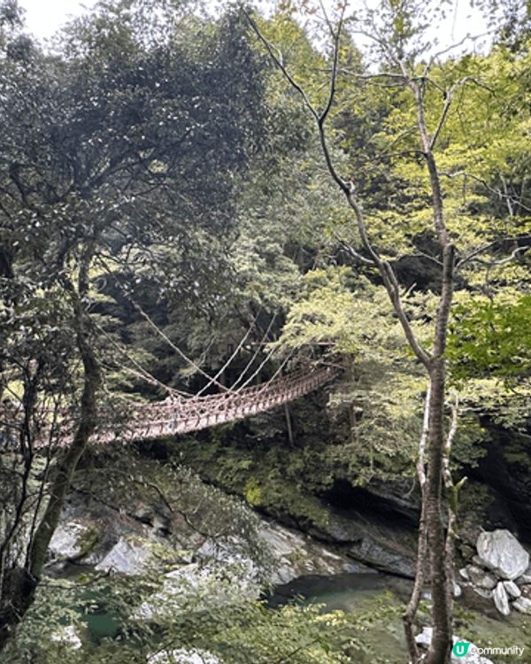 🌸日本四國 • 驚險但深切感受大自然的祖谷蔓橋