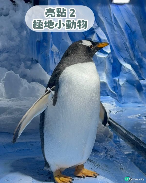 深圳親子海洋館¥198起一票暢玩！180° 全景海底隧道/ 美人魚表演