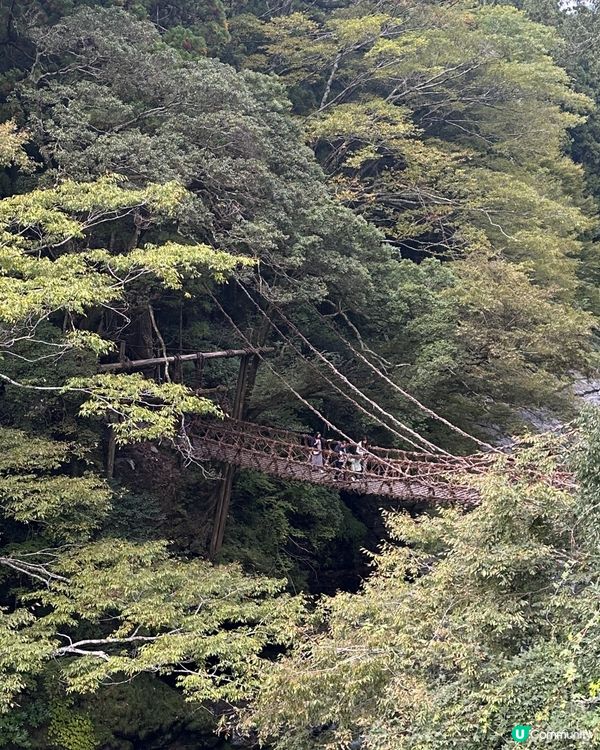 🌸日本四國 • 驚險但深切感受大自然的祖谷蔓橋