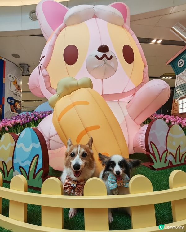MIKIKI x LAZY CORGI 春日農莊派對🌷💕