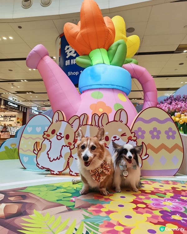 MIKIKI x LAZY CORGI 春日農莊派對🌷💕