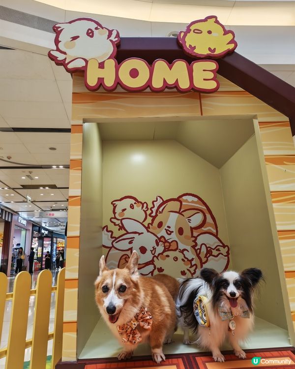 MIKIKI x LAZY CORGI 春日農莊派對🌷💕