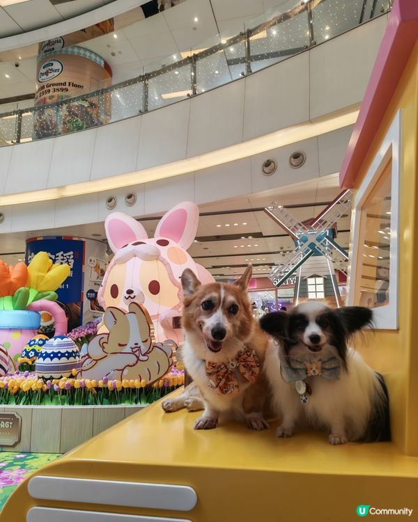 MIKIKI x LAZY CORGI 春日農莊派對🌷💕