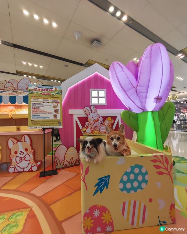 MIKIKI x LAZY CORGI 春日農莊派對🌷💕