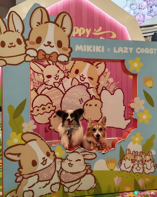 MIKIKI x LAZY CORGI 春日農莊派對🌷💕