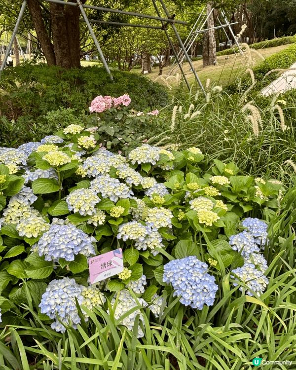 週末我同家人去咗深圳深業上城睇大灣區花展,園區真係好大,我哋...