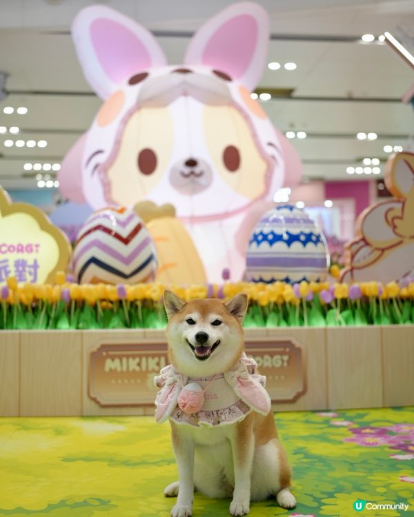 🪻Mikiki x Lazy Corgi 春日農莊派對🌷