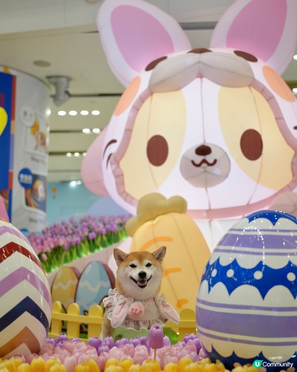 🪻Mikiki x Lazy Corgi 春日農莊派對🌷