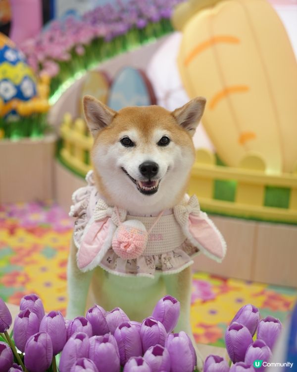 🪻Mikiki x Lazy Corgi 春日農莊派對🌷