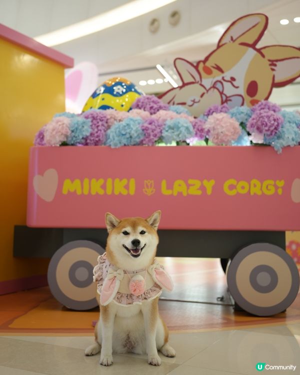 🪻Mikiki x Lazy Corgi 春日農莊派對🌷