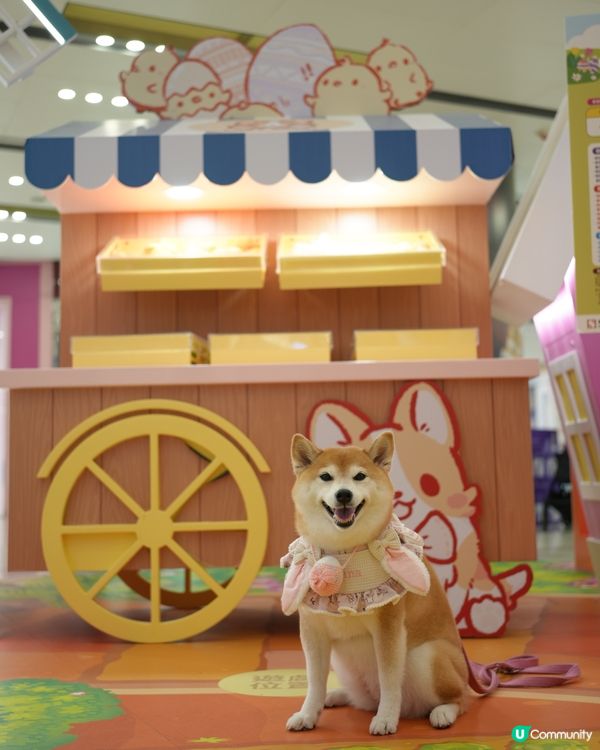 🪻Mikiki x Lazy Corgi 春日農莊派對🌷